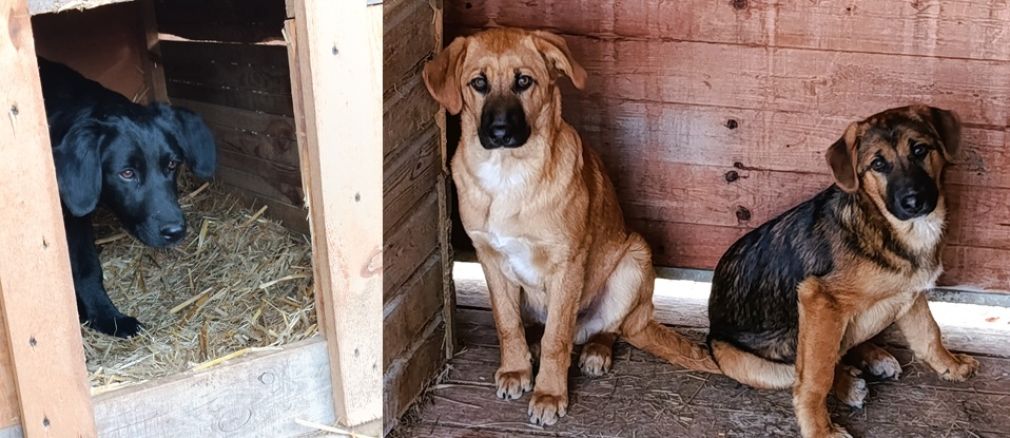 Psy wyłapane na terenie miejscowości Janiki Wielkie